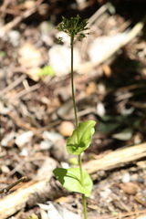 Malaxis rosei