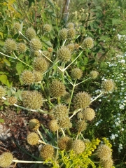 Eryngium yuccifolium