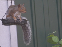 Sciurus carolinensis