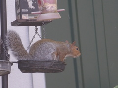Sciurus carolinensis