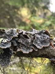 Lobaria hallii