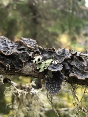 Lobaria hallii