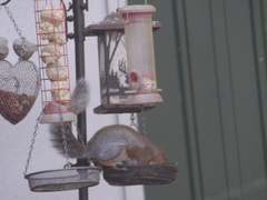 Sciurus carolinensis
