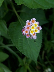 Lantana camara