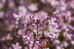 Erica daphniflora daphniflora