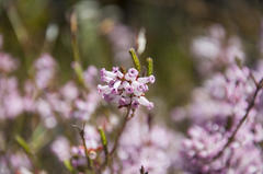 Erica daphniflora daphniflora