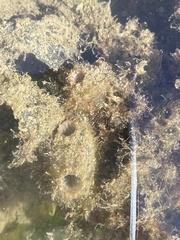 Ascidiella aspersa