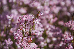 Erica daphniflora daphniflora