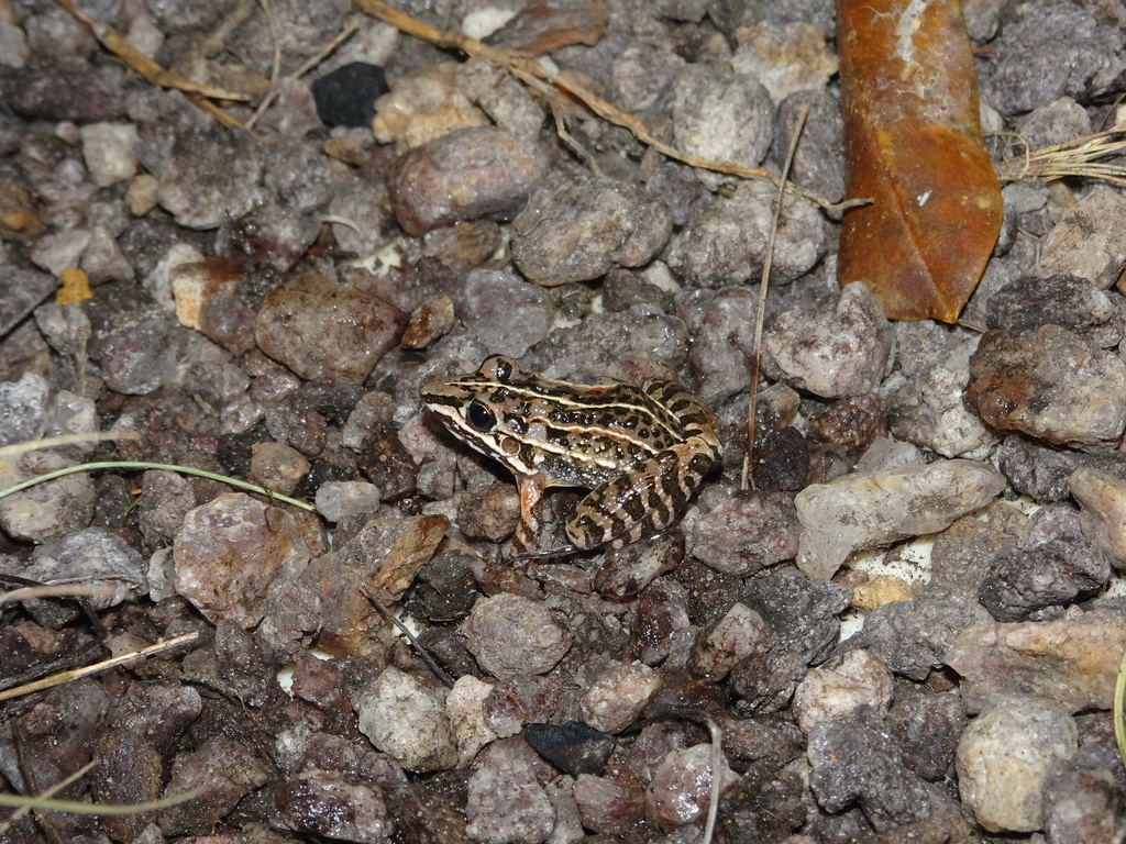 Goias White-Lipped Frog