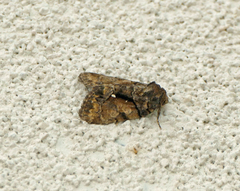Chytonix sensilis