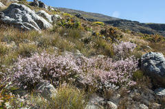 Erica daphniflora daphniflora