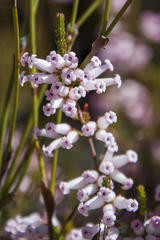Erica daphniflora daphniflora