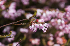 Erica daphniflora daphniflora