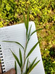Muhlenbergia frondosa