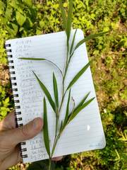 Muhlenbergia frondosa