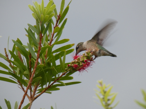Ruby-throated Hummingbird photographed in Florida