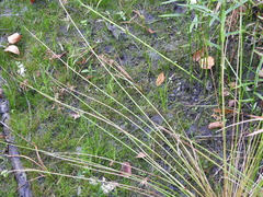 Juncus pylaei