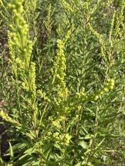 Solidago