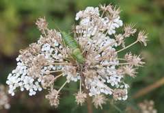 Ephippiger diurnus diurnus