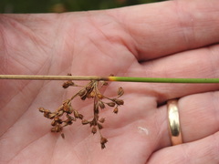 Juncus pylaei