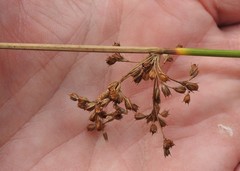 Juncus pylaei