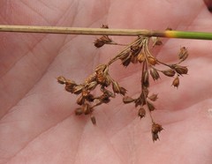 Juncus pylaei