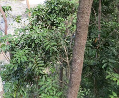 Polyscias australiana