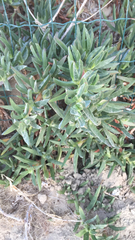 Carpobrotus acinaciformis