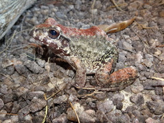 Leptodactylus syphax