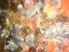 Pentacta doliolum