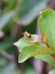Korotyaevirhinus necopinus orientalis