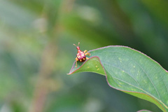 Korotyaevirhinus necopinus orientalis