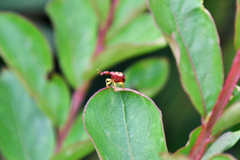 Korotyaevirhinus necopinus orientalis