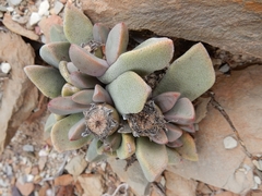 Pleiospilos compactus