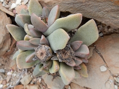 Pleiospilos compactus
