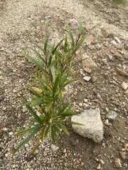 Salix schwerinii