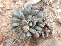 Pleiospilos compactus