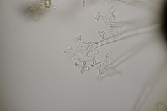 Erysiphe azaleae