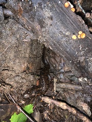Desmognathus amphileucus