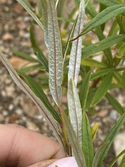 Salix schwerinii