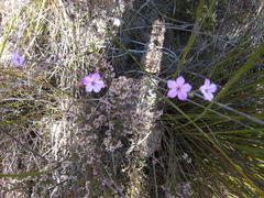 Acmadenia