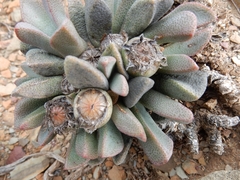 Pleiospilos compactus