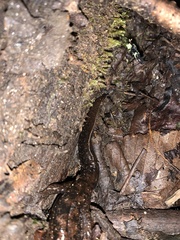 Desmognathus amphileucus