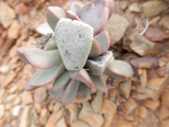 Pleiospilos compactus
