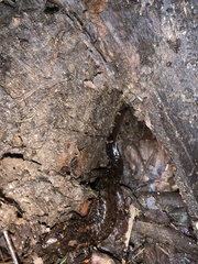 Desmognathus amphileucus