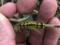 Alypiodes flavilinguis