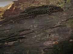 Lepidoblepharis heyerorum