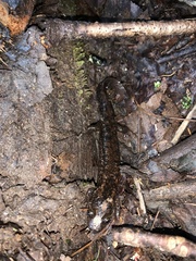 Desmognathus amphileucus