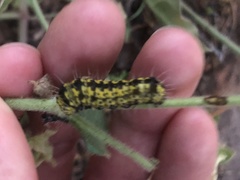 Alypiodes flavilinguis