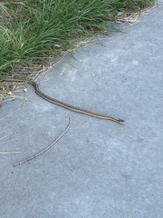 Thamnophis elegans vagrans